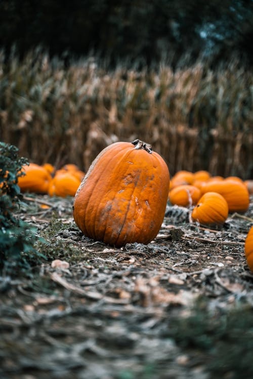 Free stock photo of autumn, autumn color, corn
