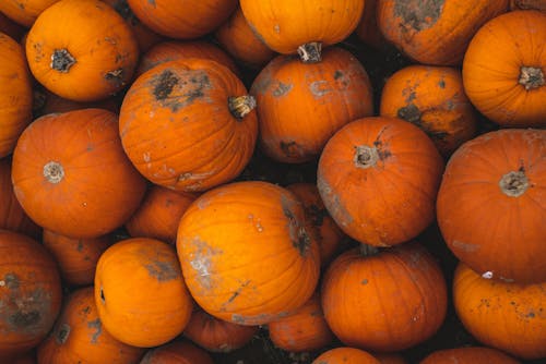 Free Close-Up Photo Of Pumpkins Stock Photo