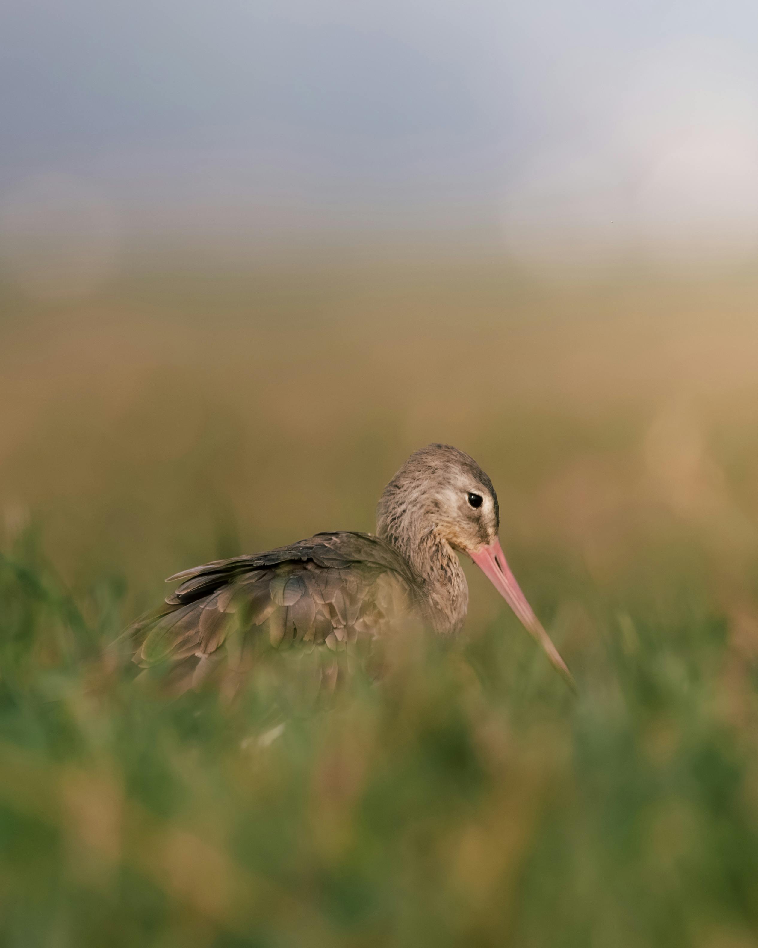 Close-up of a Black-tailed Godwit in Mangalajodi Wetlands, Odisha, India.