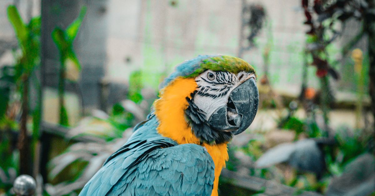 Vibrant Blue and Yellow Macaw Parrot in Aviary · Free Stock Photo