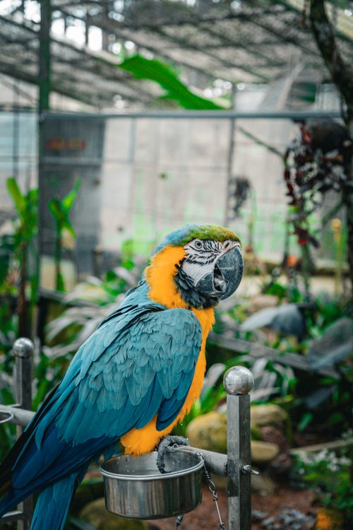 Beautiful view of Blue Macaw Large Bird Aviary Design And Ideas