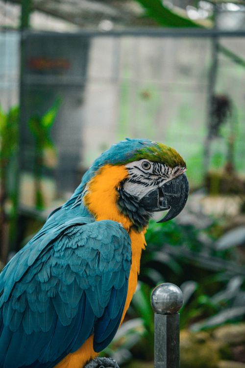 Free A stunning blue-and-gold macaw perched in a lush tropical garden in Lâm Đồng, Vietnam. Stock Photo