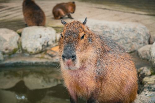 Free A serene capybara by a pond in a natural setting with rocks. Stock Photo