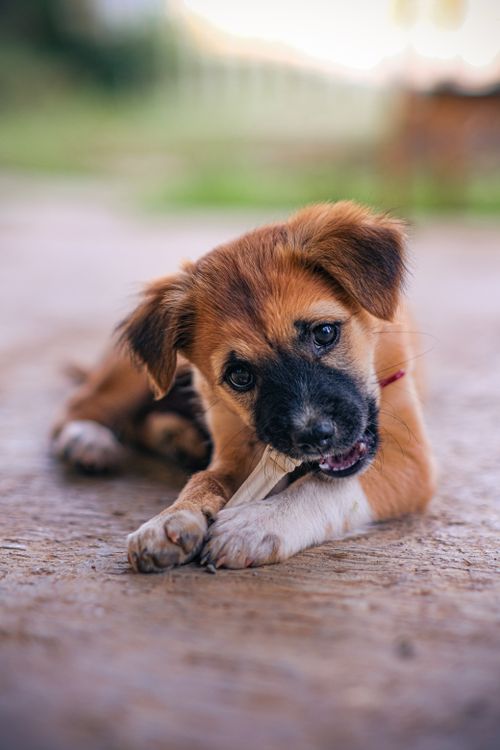 Free Charming portrait of a playful brown puppy chewing a stick outdoors on a sunny day. Stock Photo