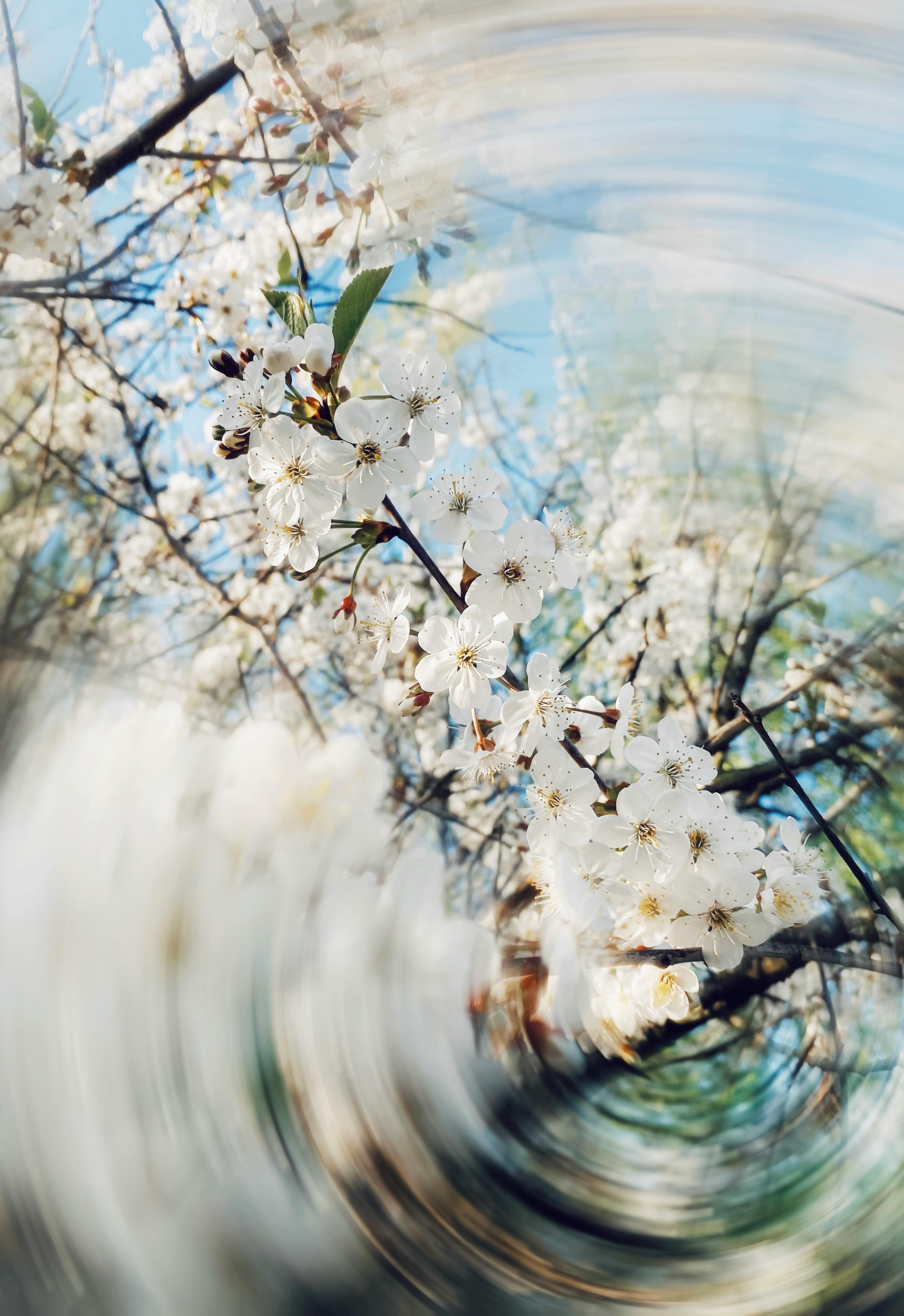 A creative view of white cherry blossoms swirling against a springtime sky.