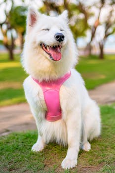 Adorable white Samoyed dog wearing a pink harness, smiling in a sunny park in Peru.