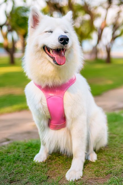 Adorable white Samoyed dog wearing a pink harness, smiling in a sunny park in Peru.