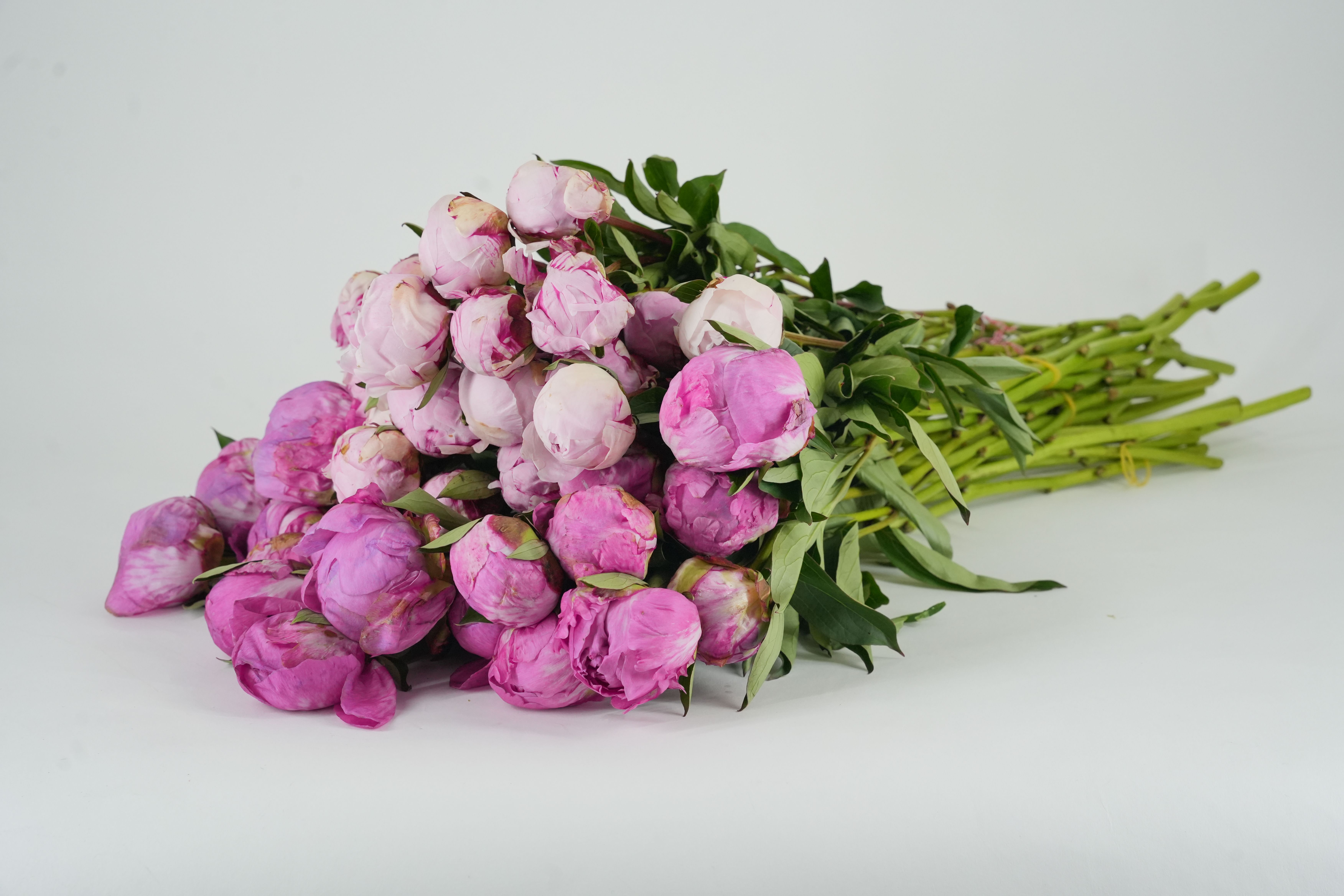 Vibrant Pink Peony Bouquet on White Background · Free Stock Photo