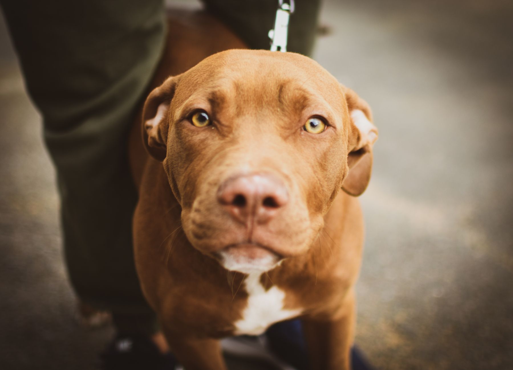Veterinary care for a pet
