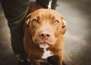 一只可爱的棕色斗牛犬被拴在户外，好奇地望着镜头