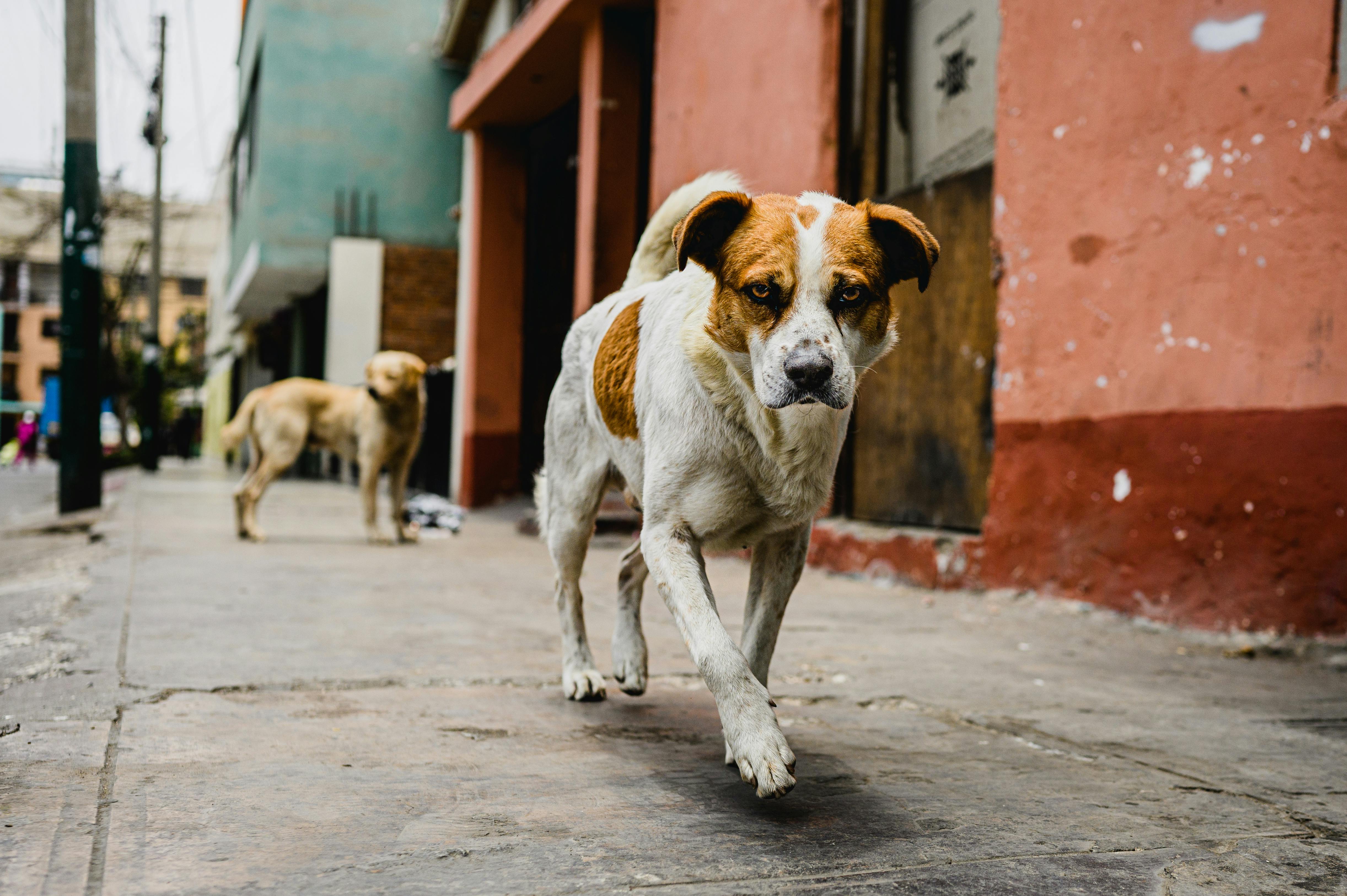 Elanco Animal Health Incorporated Q1 2026 Earnings Call Summary — Photo by Christopher Welsch Leveroni on Pexels