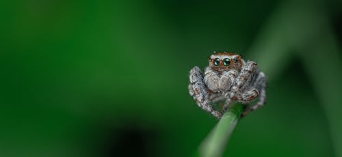 Close-up Shot Of A Spider