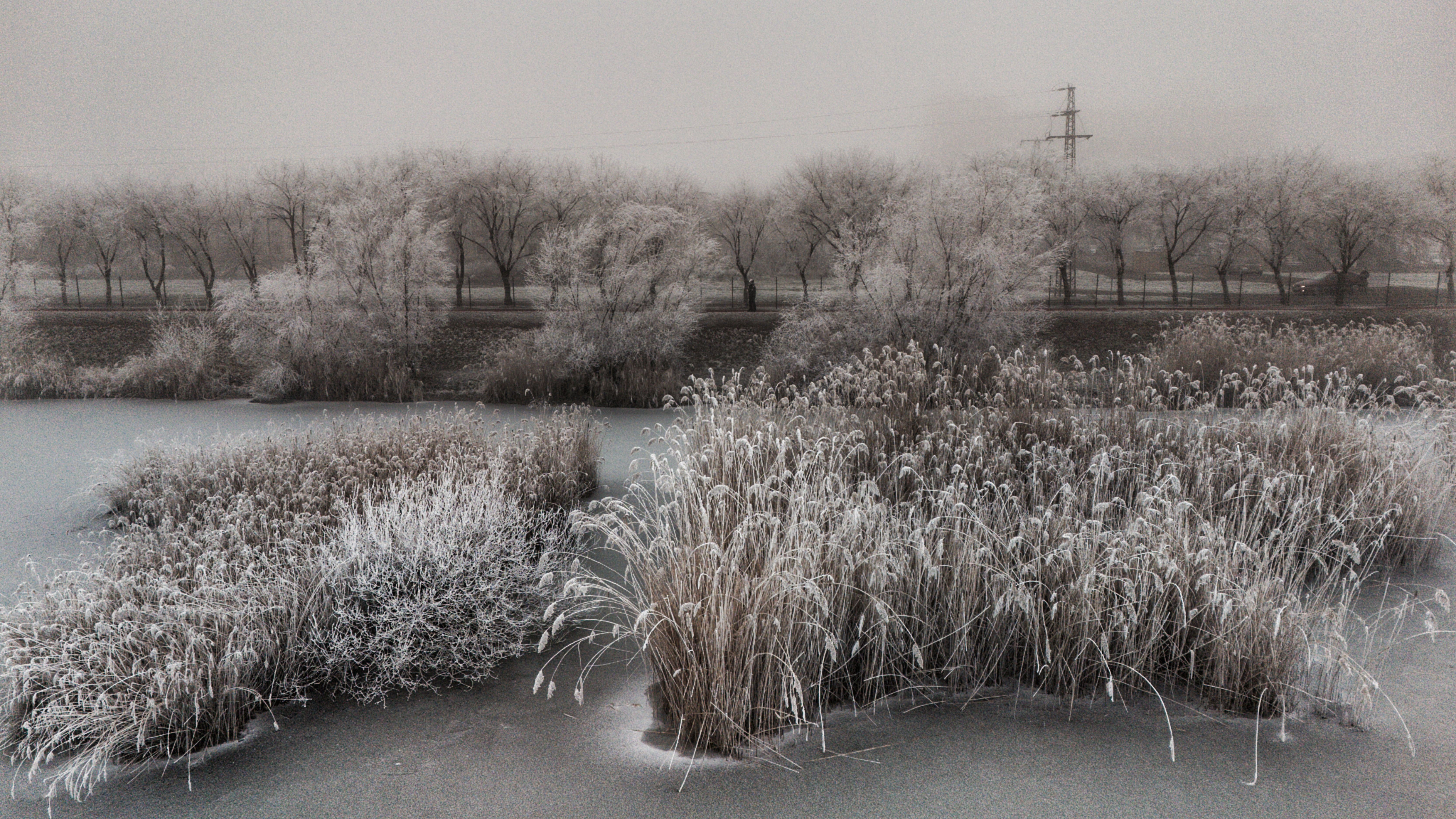 Serene Winter Landscape with Frosty Reeds · Free Stock Photo