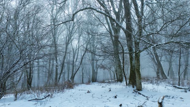 Serene winter forest landscape with misty ambiance and snow-covered ground.