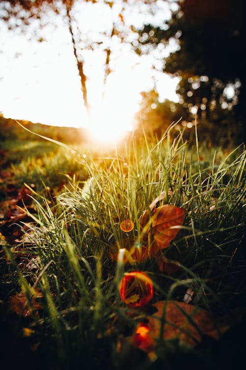 Close-Up Photo of Grass During Golden Hour