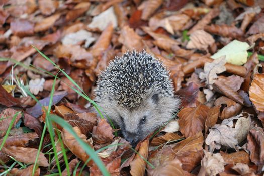 hedgehog photo