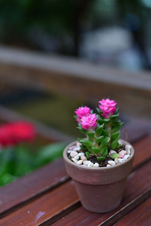 Free Close-up of a pink succulent in a terracotta pot on a wooden surface with blurred background. Stock Photo