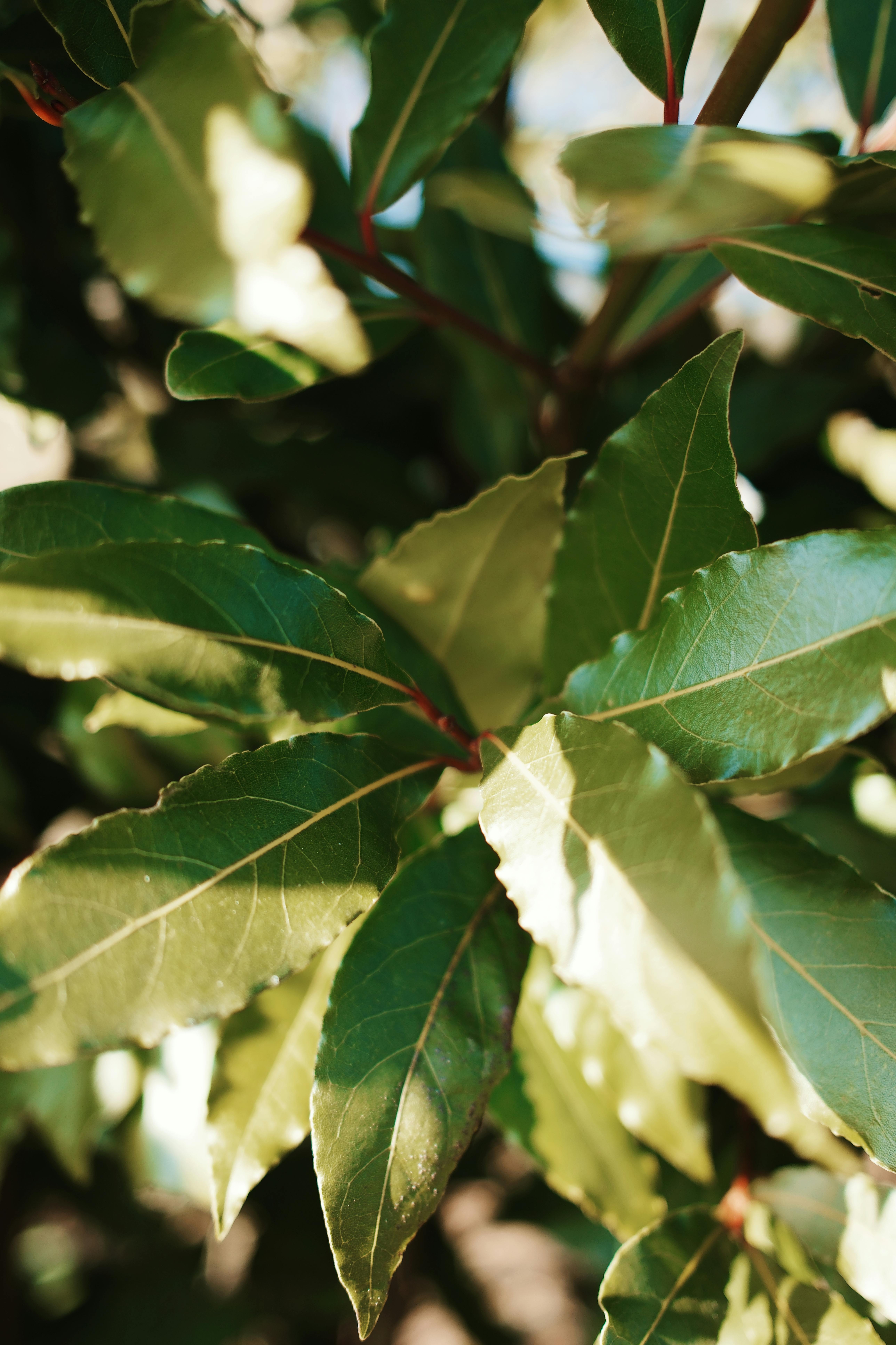 Detailed view of glossy laurel leaves with sunlight, showcasing their vibrant green texture.