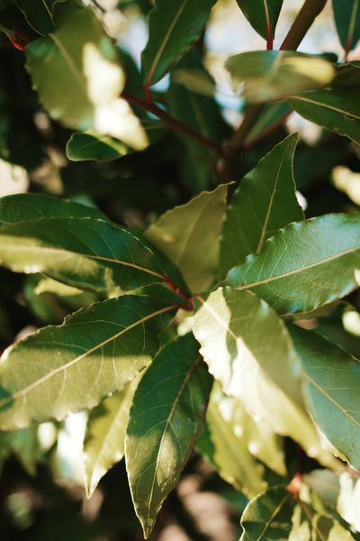 Glossy green laurel leaves glowing in sunlight