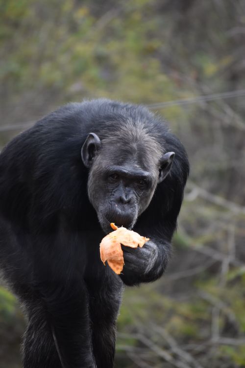 Free A chimpanzee in South Africa holds a vibrant leaf in a natural setting. Stock Photo