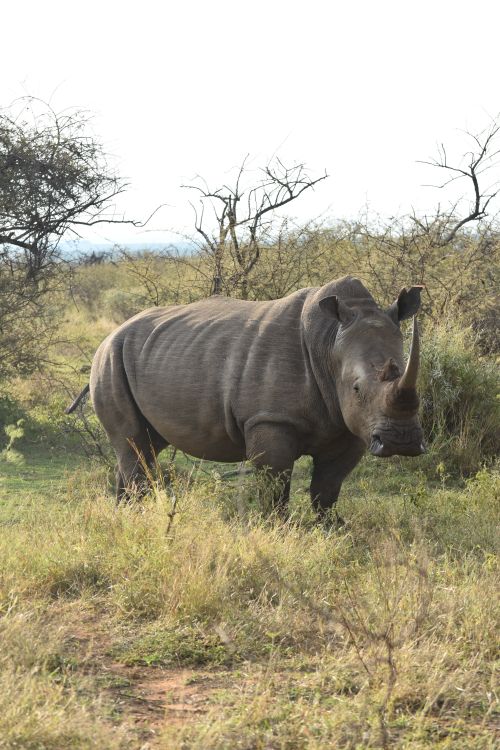 Free A majestic white rhino stands calmly amidst the South African savannah, showcasing its natural habitat. Stock Photo