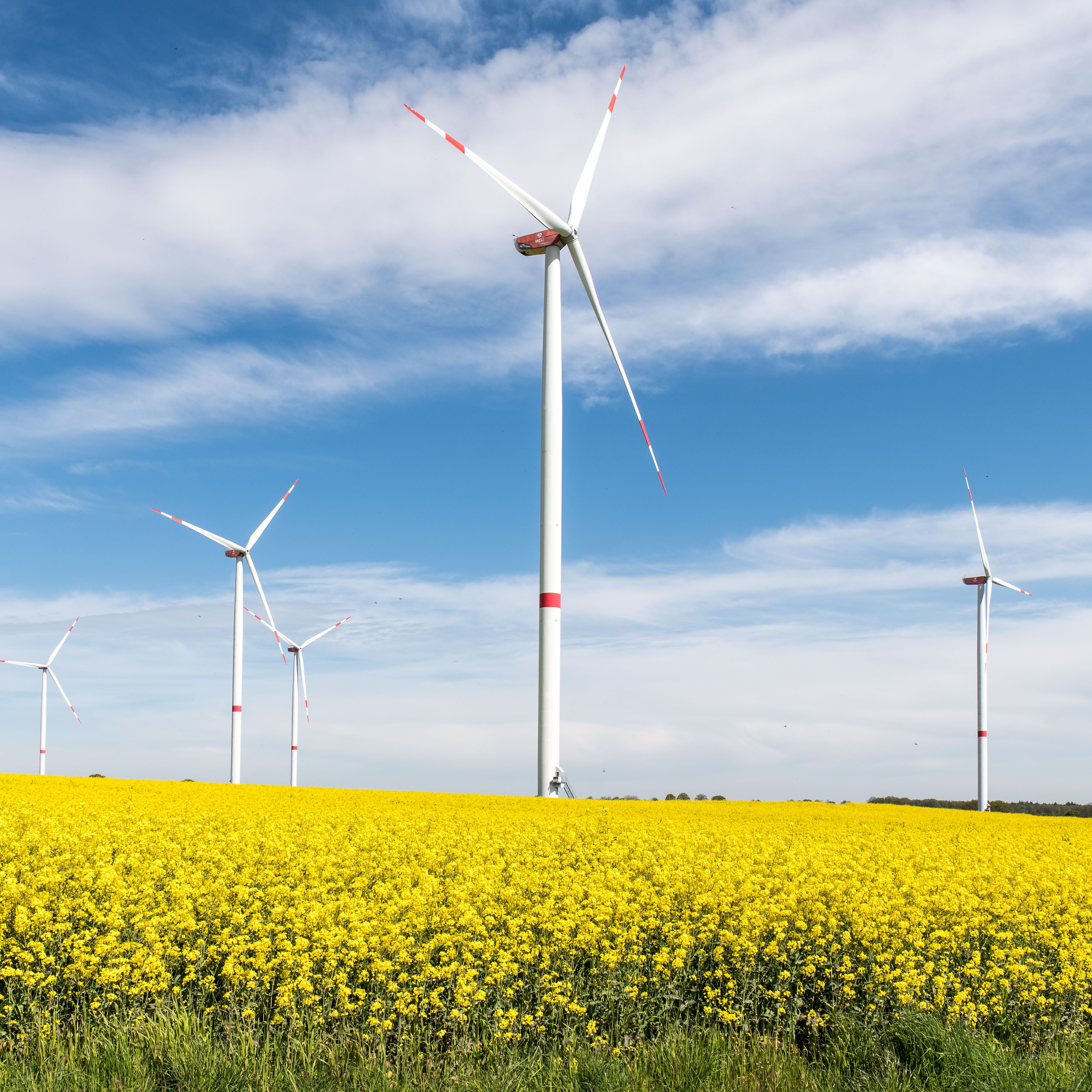 Idyllic view of wind turbines amidst a vibrant rapeseed field in Lauenburg, Germany.