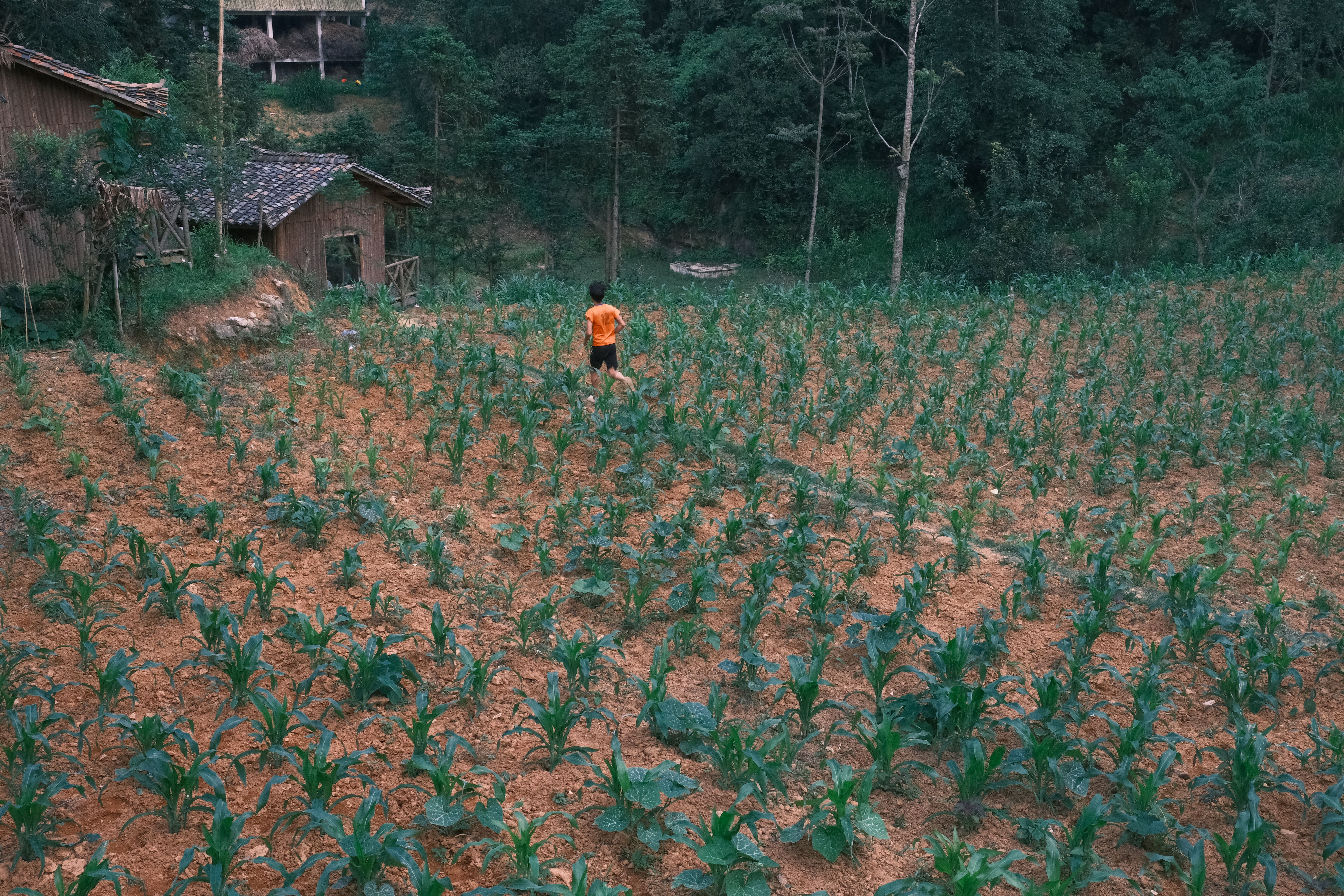 Track climbing through maize and pine toward the scattered houses of Tepanguare in the La Paz highlands