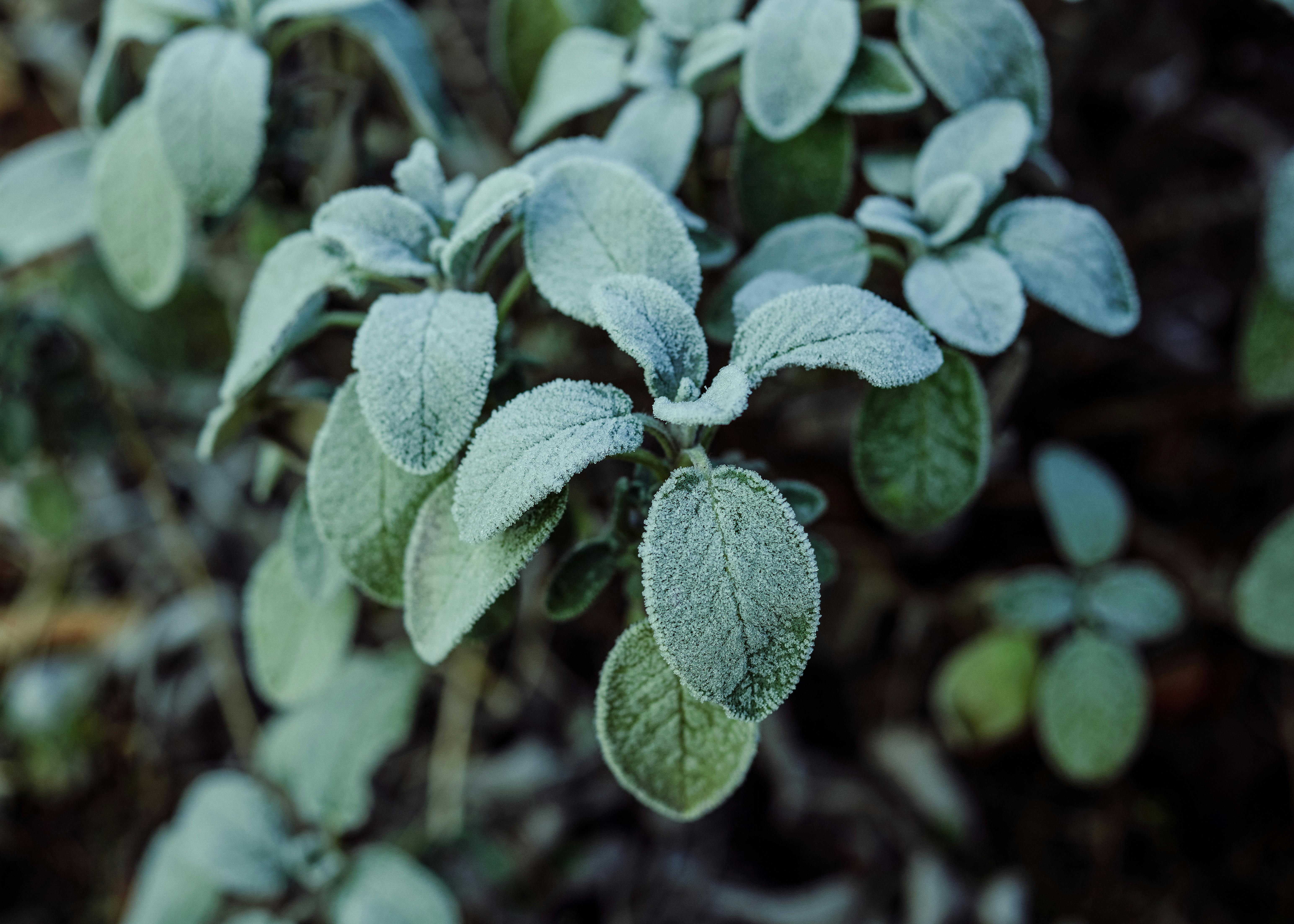 Close-up of various vibrant herbs growing in terracotta pots on a sunny wooden deck, with a moisture meter probe inserted into one of the pots.