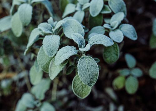 Free Detailed view of frosted sage leaves showcasing winter's icy touch on natural foliage. Stock Photo