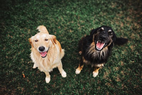 Free Two Long-coated Brown and Black Dogs Stock Photo