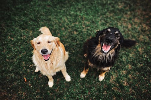 Kostnadsfri bild av canidae, djurfotografi, golden retriever