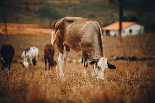 Free Shallow Focus Photo of Brown Cow Stock Photo