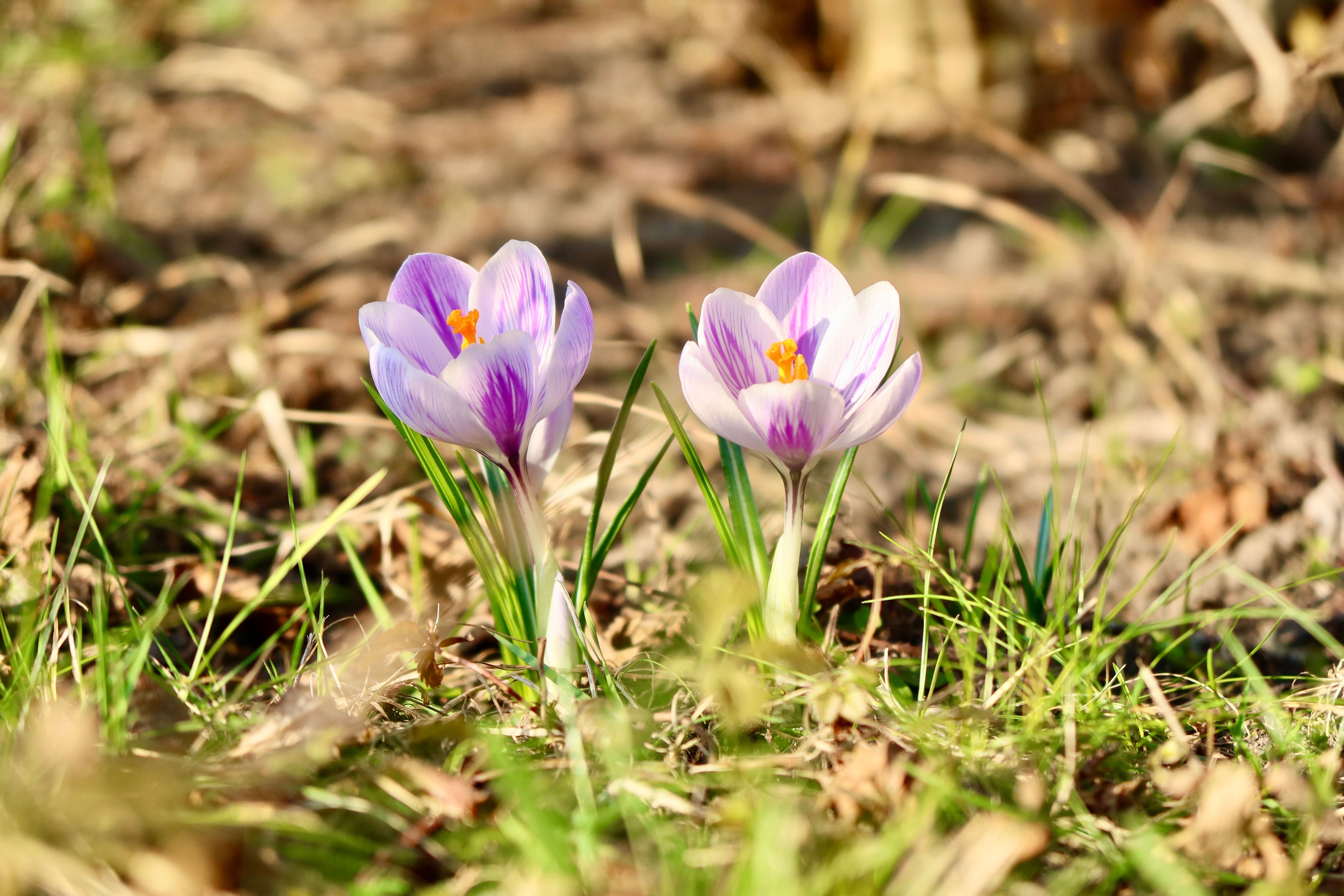 'Right to grow' helping wild flowers bloom