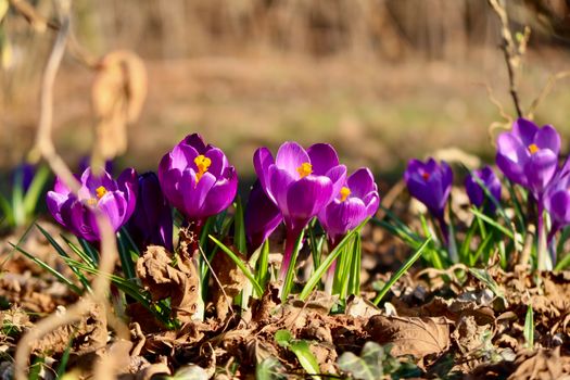 Beautiful purple crocuses in full bloom, capturing the essence of spring's arrival with rich colors and natural beauty.