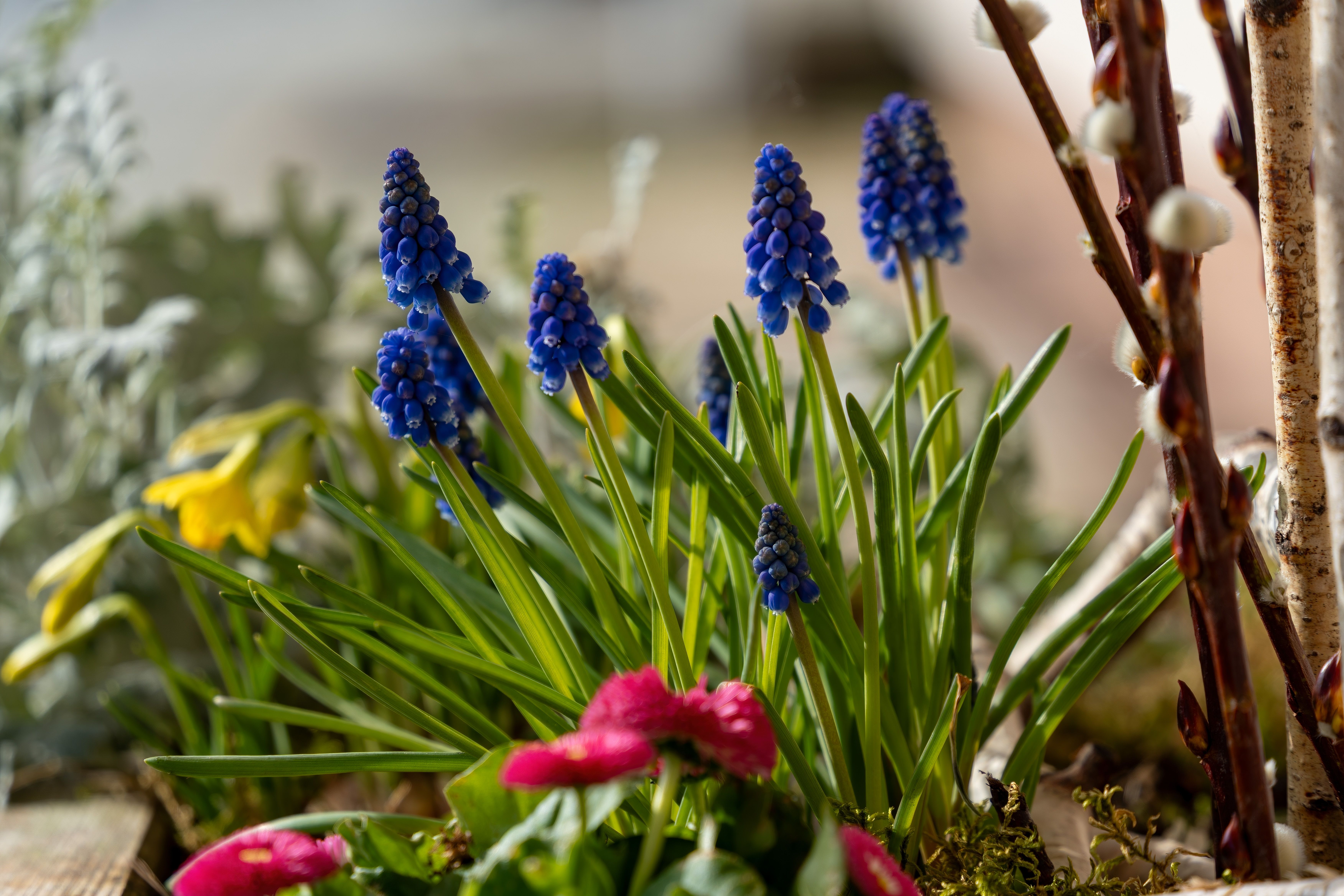 Vibrant Spring Flowers and Fresh Blossoms · Free Stock Photo