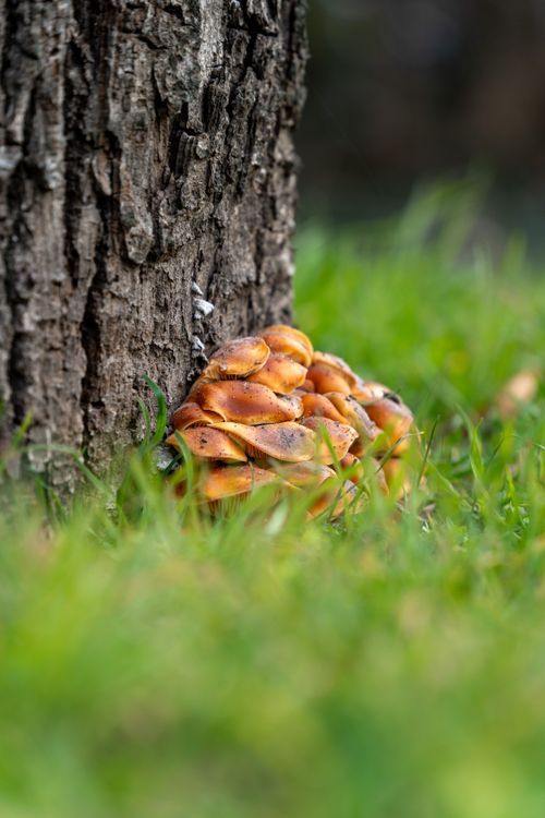 Free Close-up of mushrooms growing on a tree trunk amidst green grass in autumn. Stock Photo