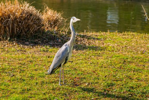 Free A grey heron standing by a pond in Zagreb, displaying its natural elegance. Stock Photo