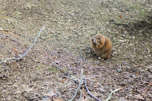 hamster photo