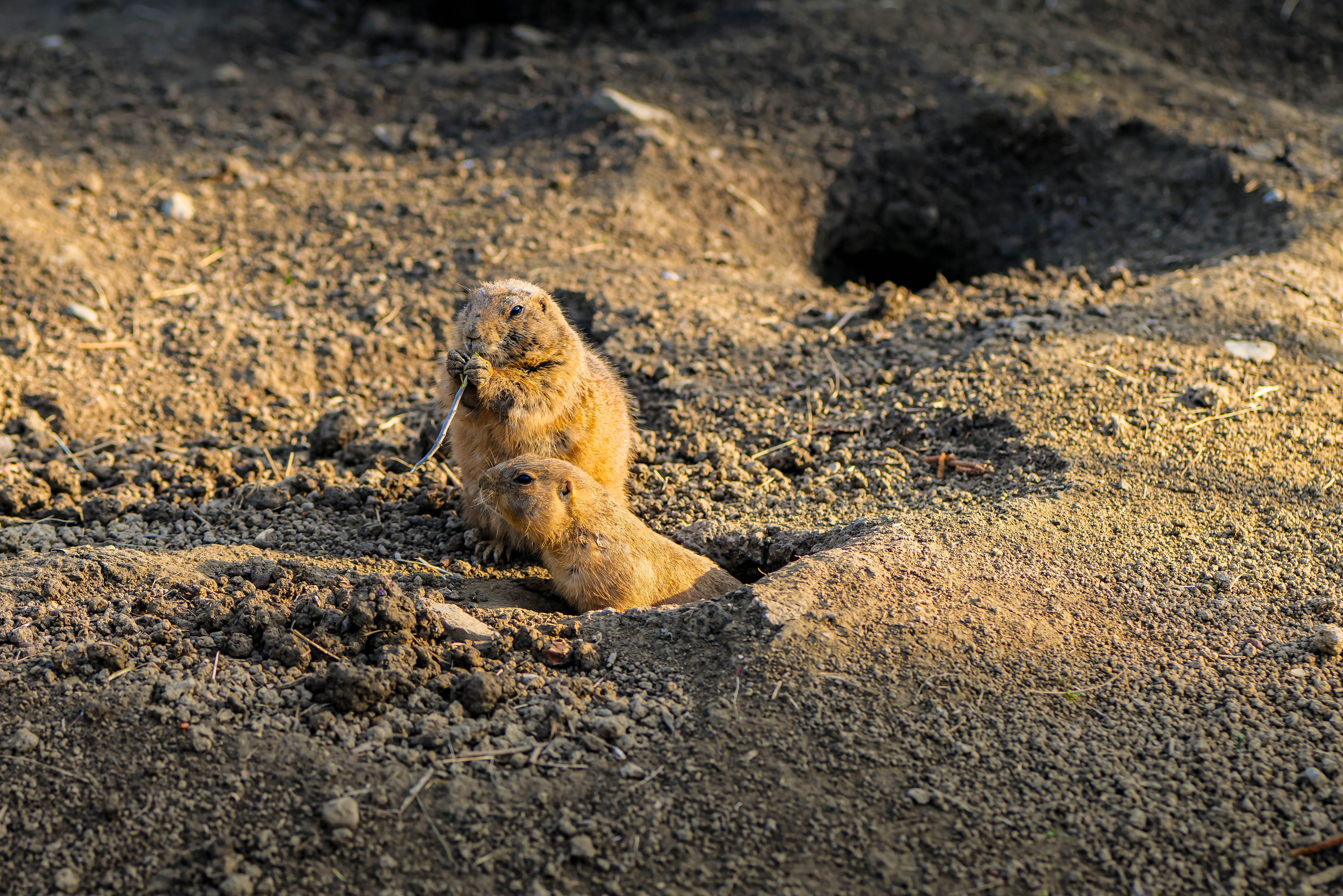 Two prairie dogs emerge from their burrows in a sunlit area in Zagreb, enjoying the natural habitat.