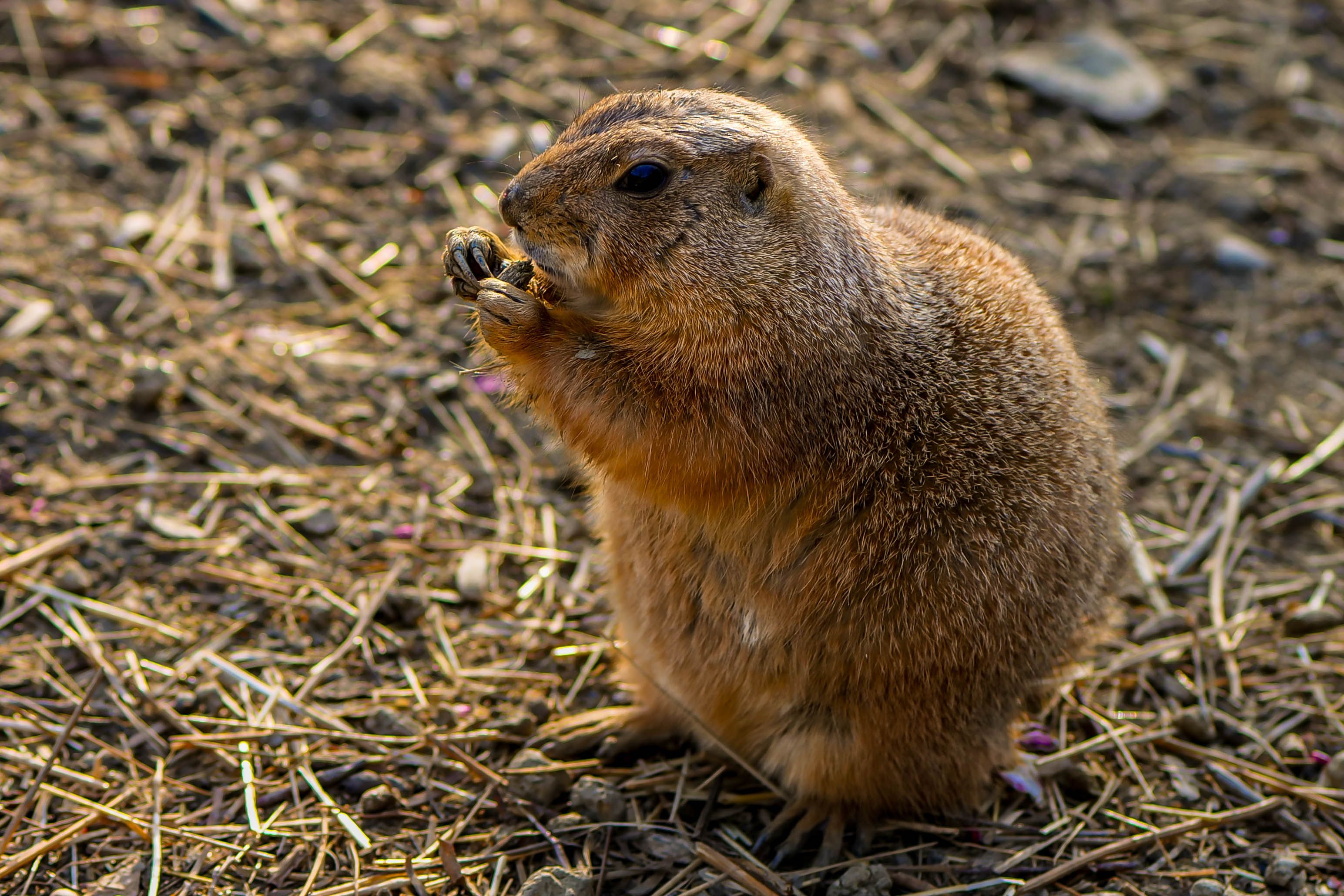 Brown and Gray Prairie Dog · Free Stock Photo