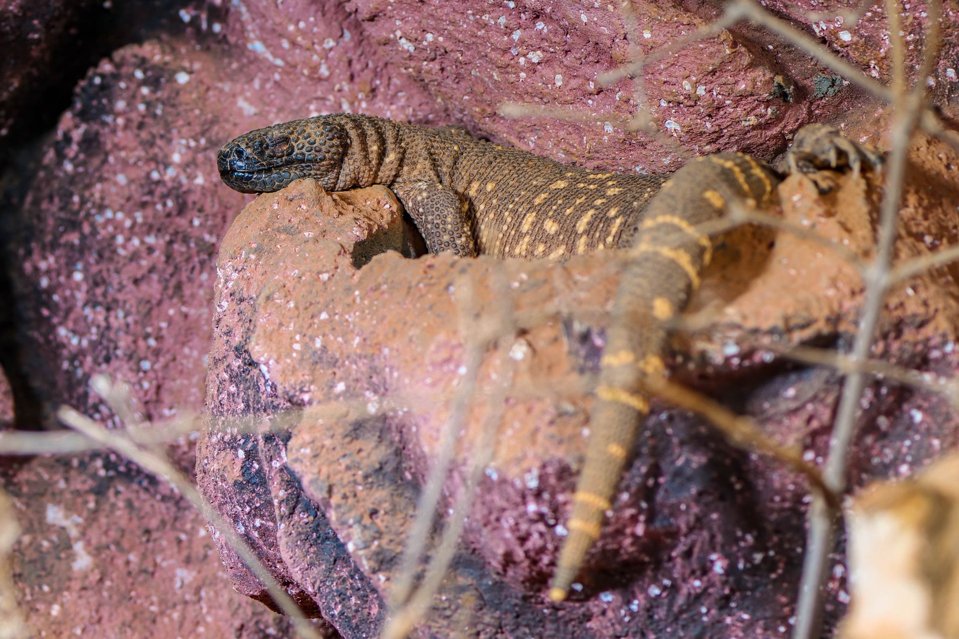 A detailed view of a lizard resting on rocky terrain, showcasing its natural habitat and adaptive camouflage.