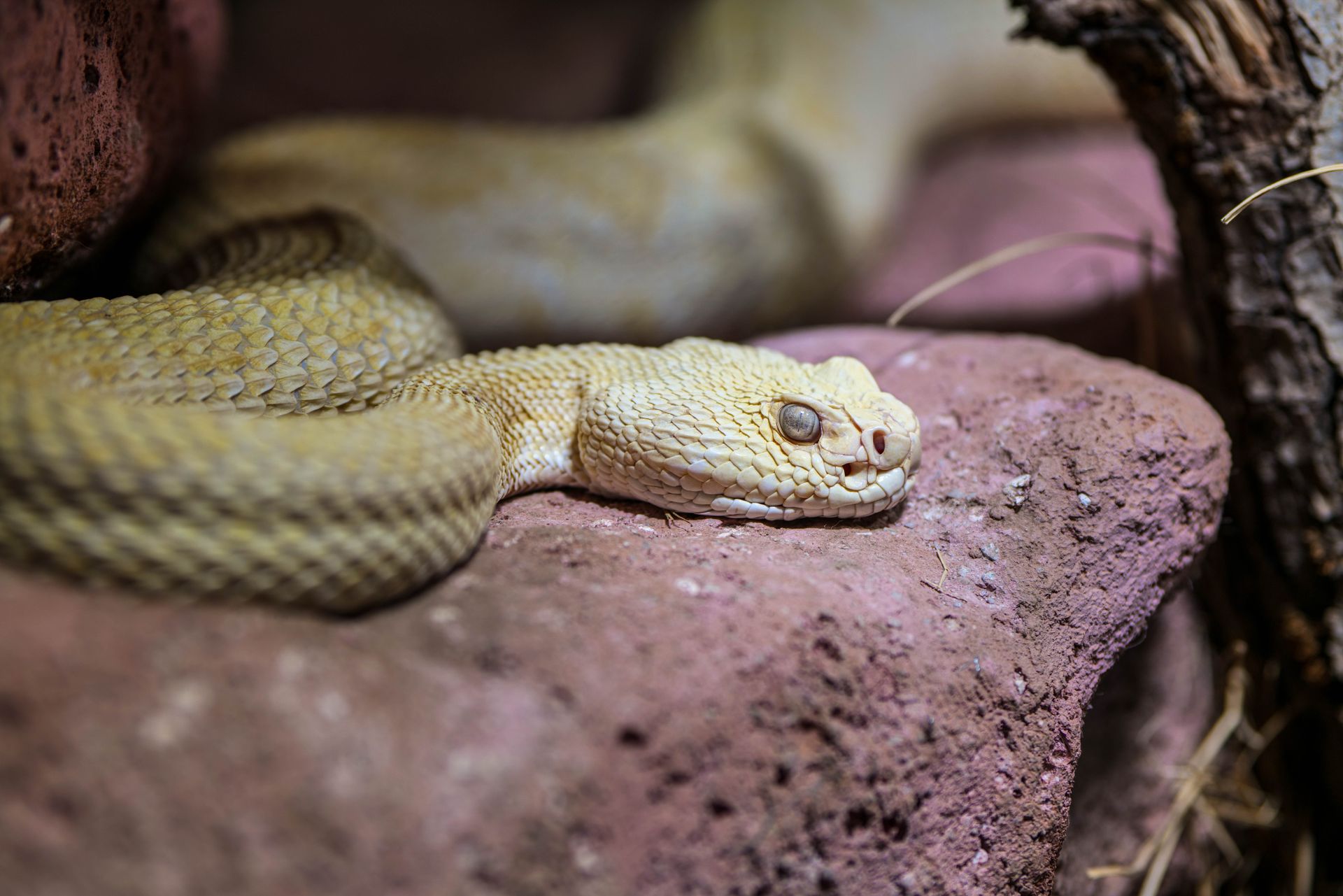 Close-up of an albino snake peacefully resting on rocks, captured at Zagreb Zoo.