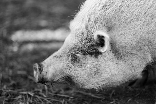 Free Artistic black and white portrait of a pig's side profile, showcasing texture. Stock Photo