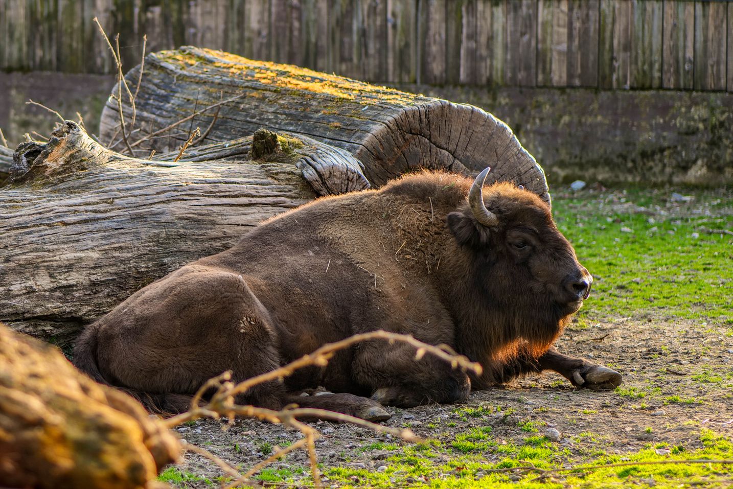 European Bison Conservation Status In Europe Today European Bison Conservation Status In Europe Today