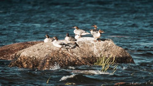 Free Group of Common Mergansers resting on a rock in the Baltic Sea near Käsmu, Estonia. Stock Photo