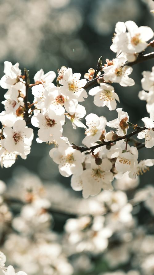 Free Beautiful cherry blossoms blooming in spring sunlight, signifying renewal and nature's beauty. Stock Photo