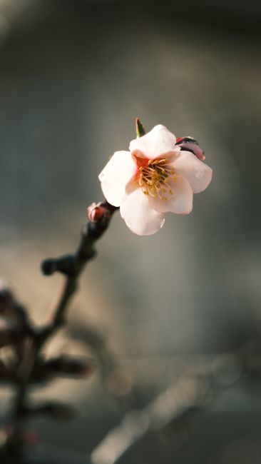 Fotomural Primer plano de una flor de durazno blanca a la luz del sol, con brotes sobre un fondo borroso.