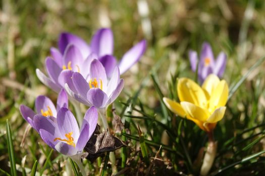 Close-up of purple and yellow crocus flowers blooming in spring sunlight.