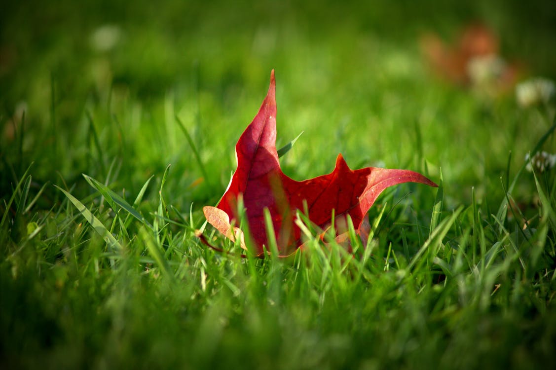 Free stock photo of autumn mood, fall foliage, fallen leaves