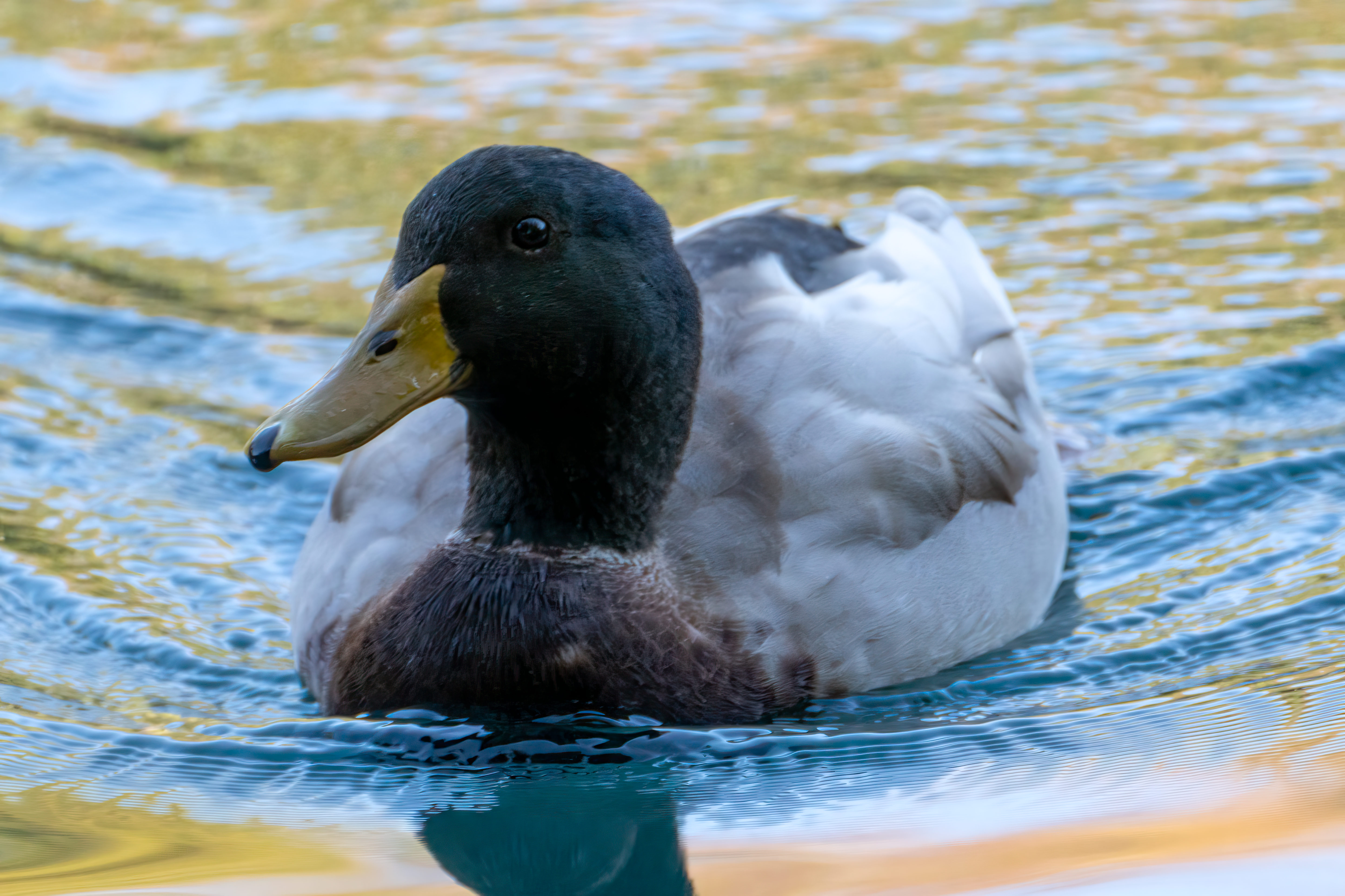 A mallard duck glides gracefully across a pond in Comunidad Valenciana, Spain.